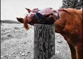 On The Lookout For a Quality Memes? These 15 Horse Memes Will Help Keep You Interested