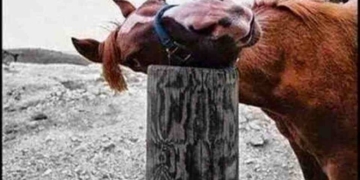 On The Lookout For a Quality Memes? These 15 Horse Memes Will Help Keep You Interested