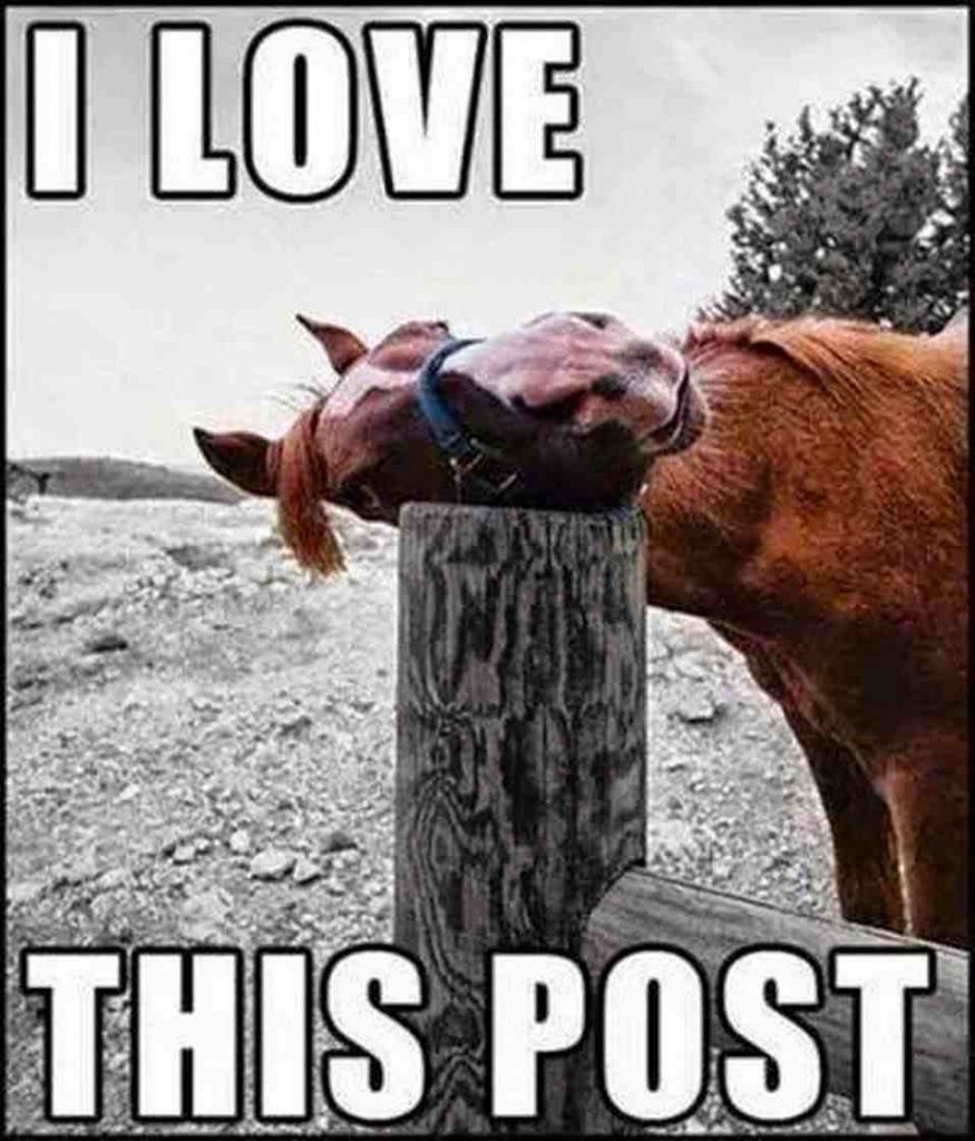 On The Lookout For a Quality Memes? These 15 Horse Memes Will Help Keep You Interested