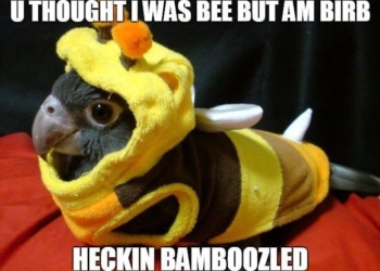 Extraordinary Collection of Birb Memes