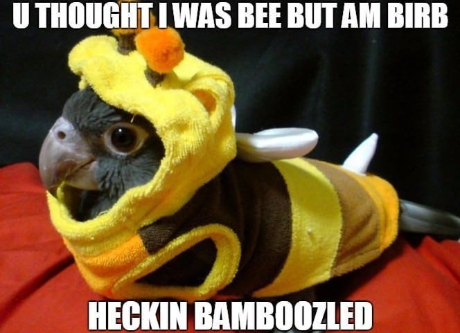 Extraordinary Collection of Birb Memes