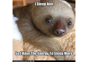 Laugh All Day Long With These Sloth Memes Compilation