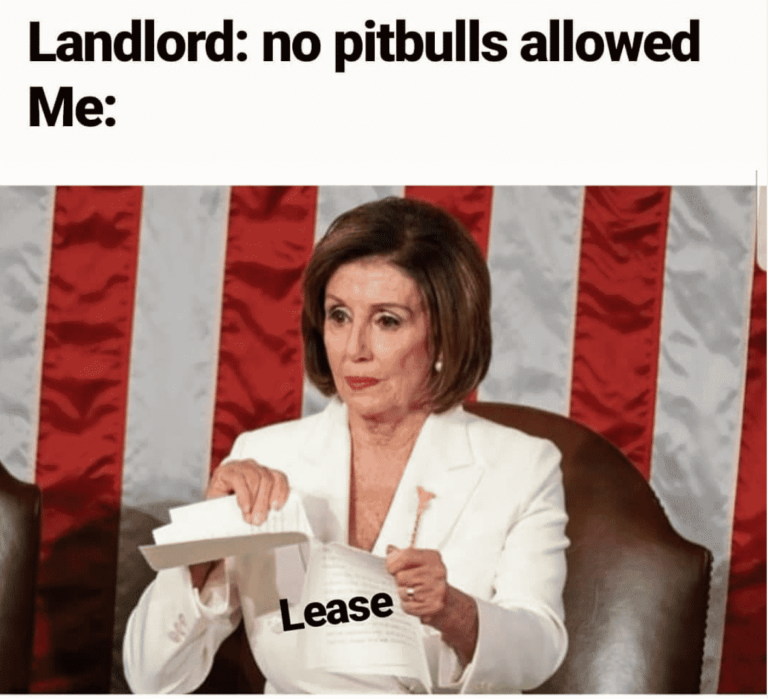 Mega Nancy Pelosi Meme Library - 15+ Hilarious Puns