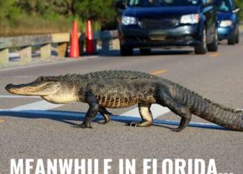 Take It Easy and Laugh With These Priceless Florida Memes