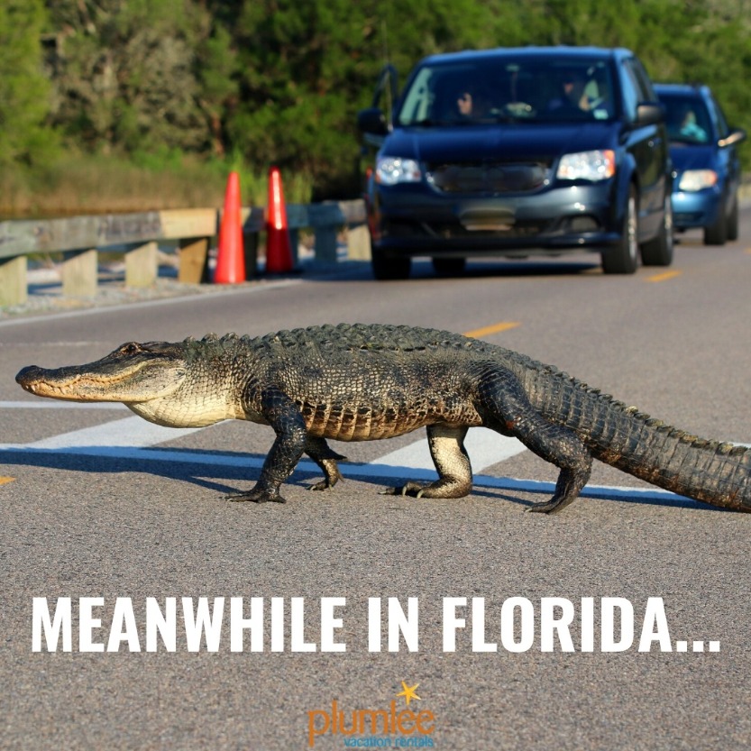 Take It Easy and Laugh With These Priceless Florida Memes