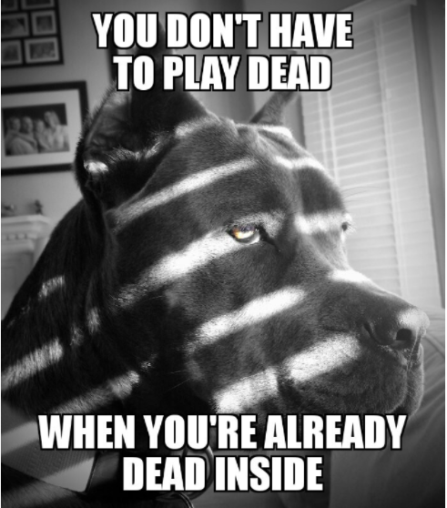 Our Favorite Collection of Dark Memes This Year